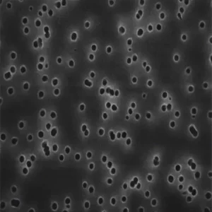 GTTP02500 美国密理博Millipore Isopore滤膜 / 聚碳酸酯膜过滤器